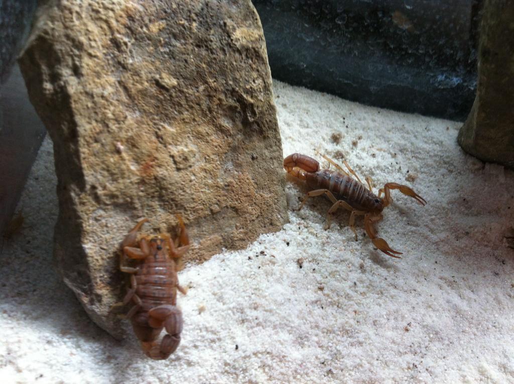 Devil Scorpions