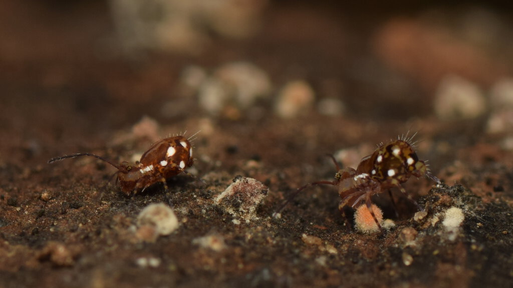 Dicyrtomidae sp.