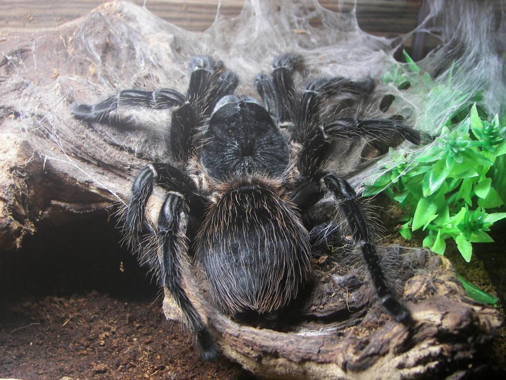 Diodora- freshly molted parahybana 9 inches