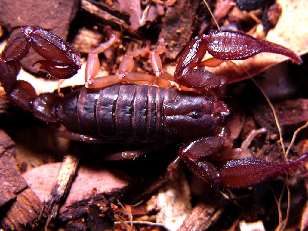 Diplocentrus sp. "Cozumel"