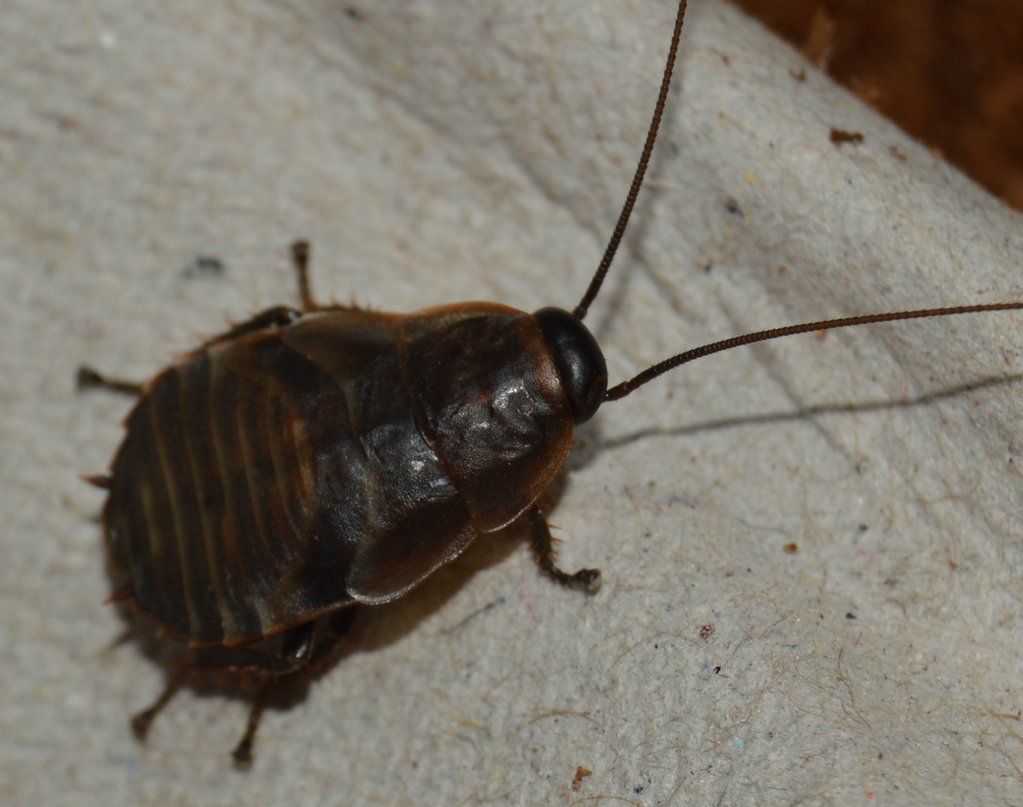 Diploptera punctata(Pacific Beetle Mimic Roach) Nymph