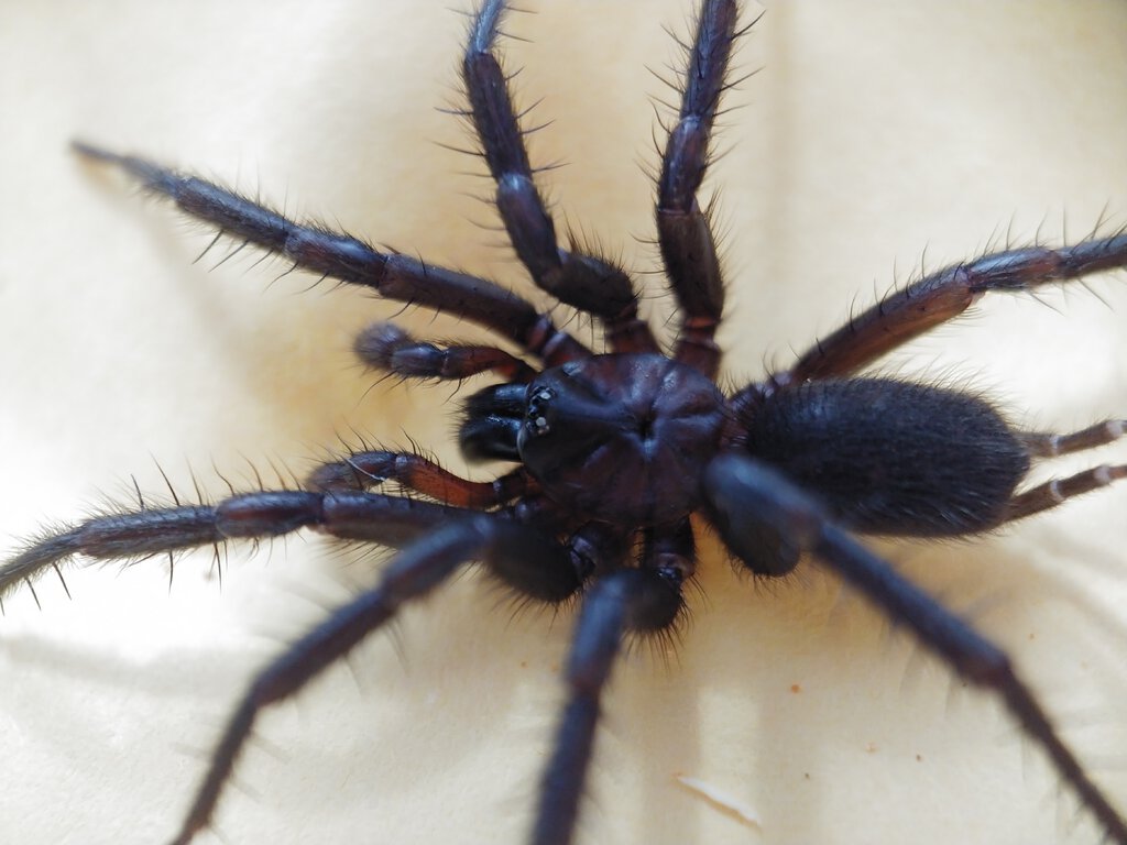 Diplurid male preparing for his turn