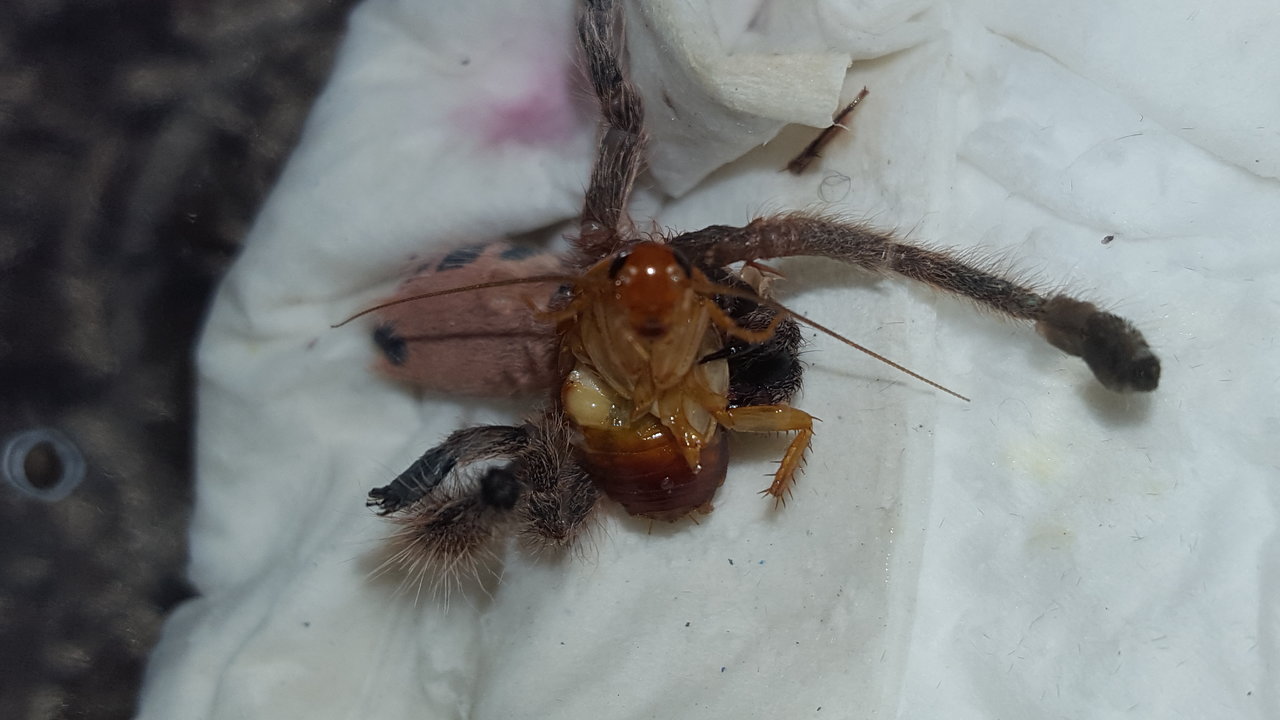 Disabled A. minatrix eating