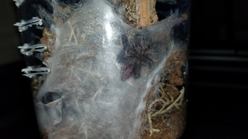 Diverseps just molted and is in this curled up position