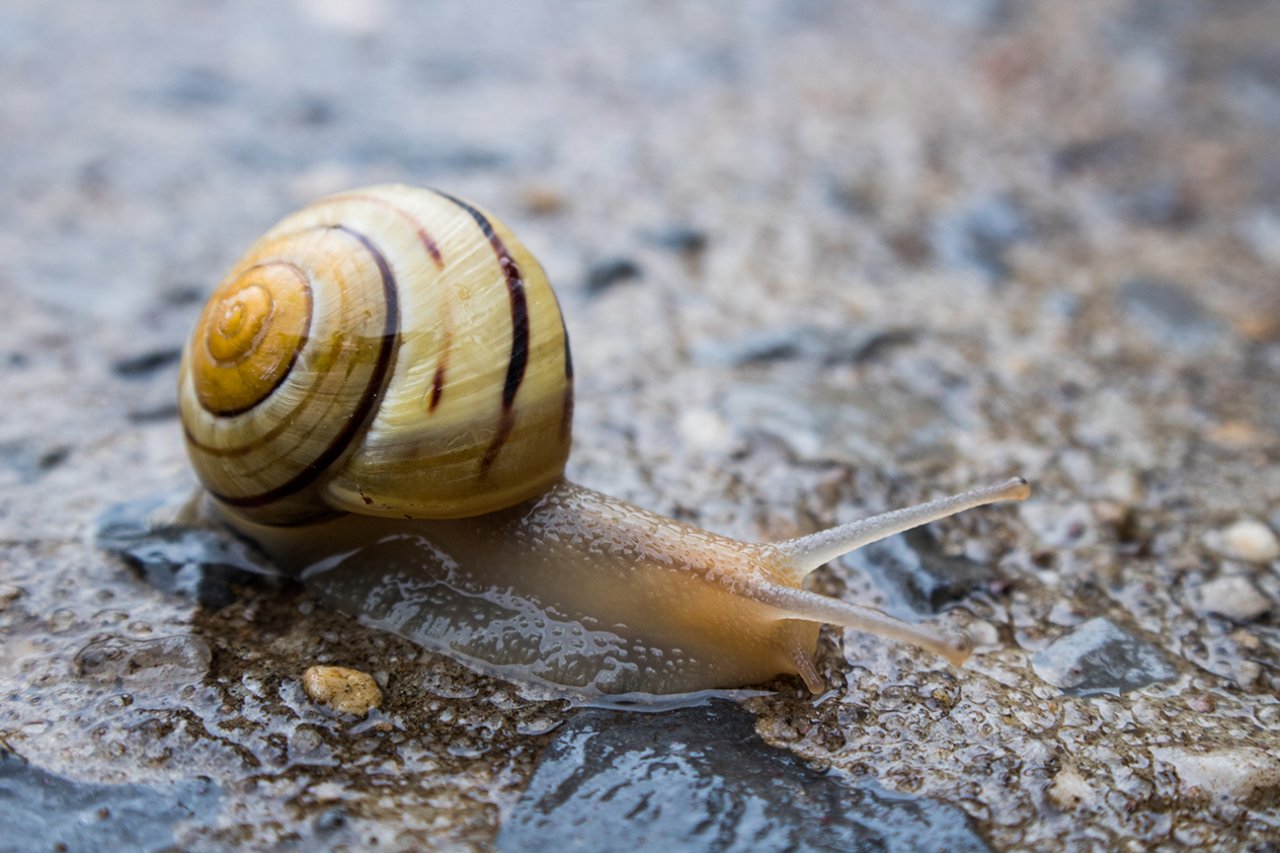 Do gastropods count as inverts