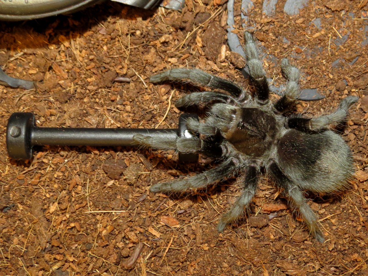 Do You Even Lift? (Grammostola pulchra)