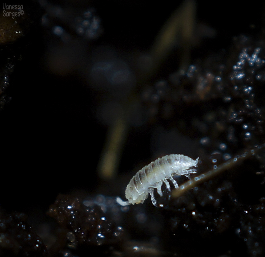 Do Your Thing, Tiny Isopod!
