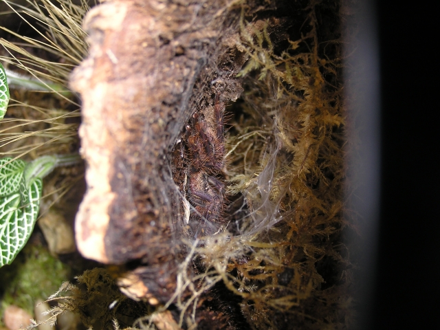 Doezsha's  poecilotheria. ornata