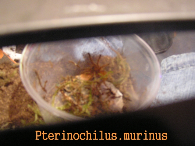 Doezsha's Pternochilus.murinus "Peaches"