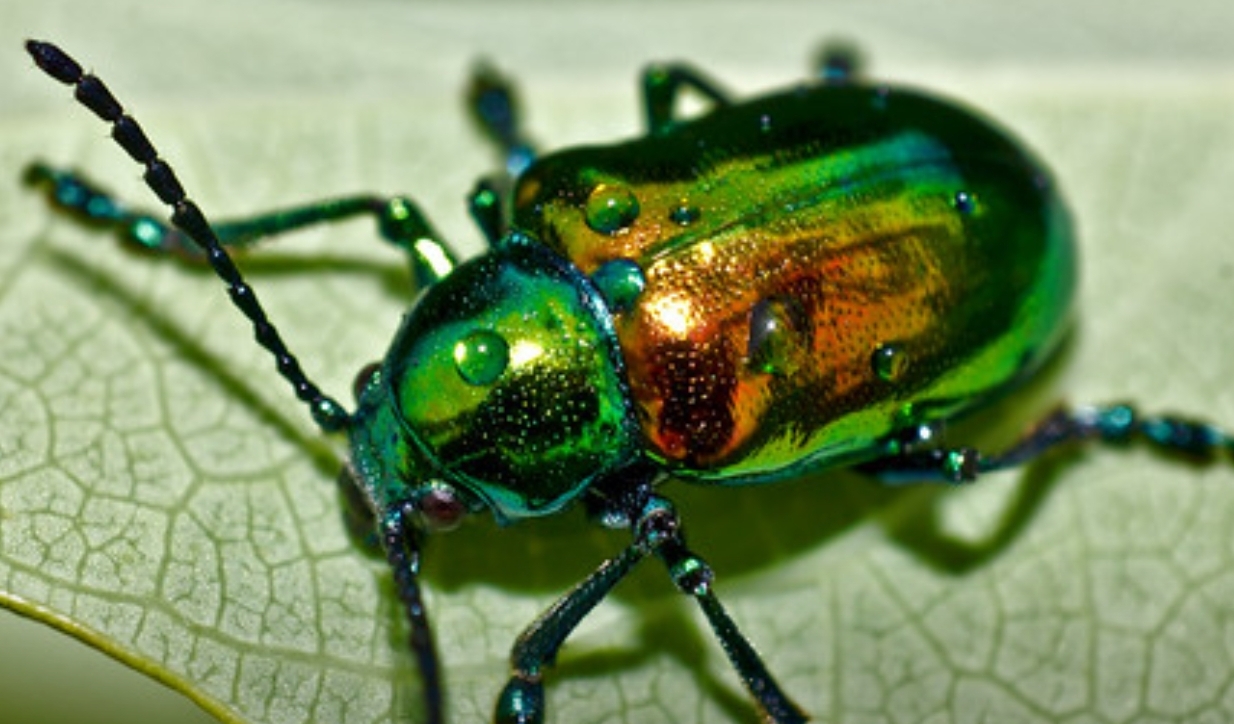 Dogbane Beetle