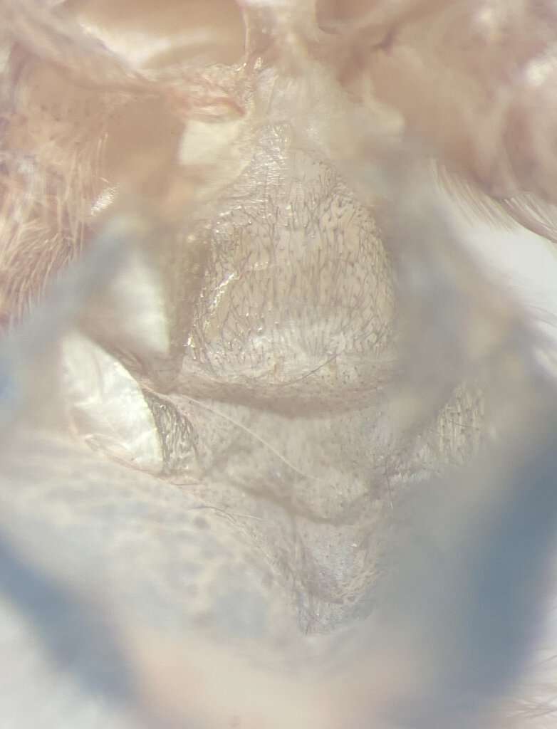 Dolichothele diamantinensis 22 11 2023 3molts A2.jpg