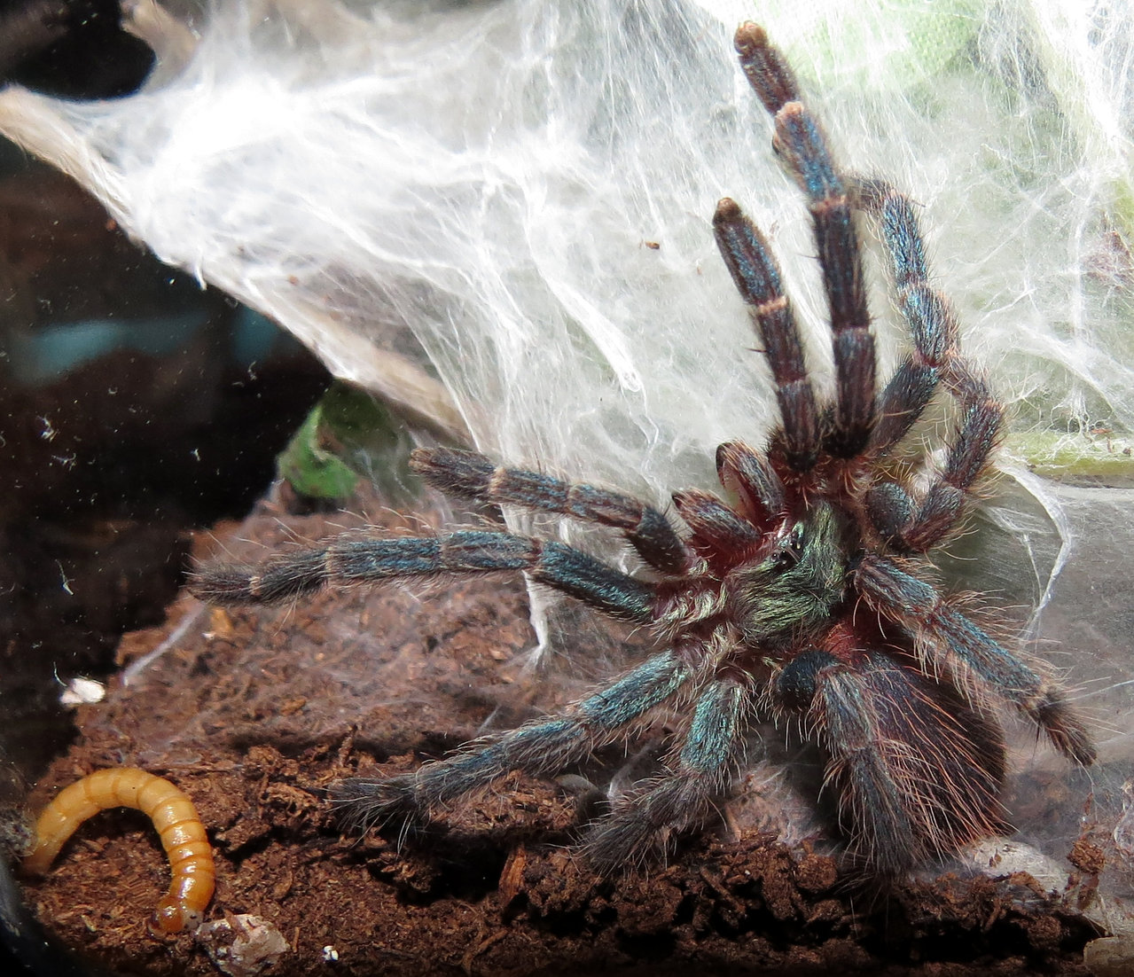 Dolichothele diamantinensis Threat Pose (♂ 2.25")