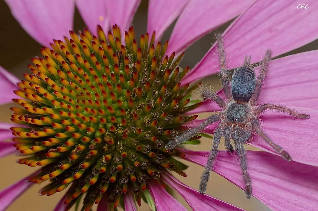 Dolichothele diamantinensis