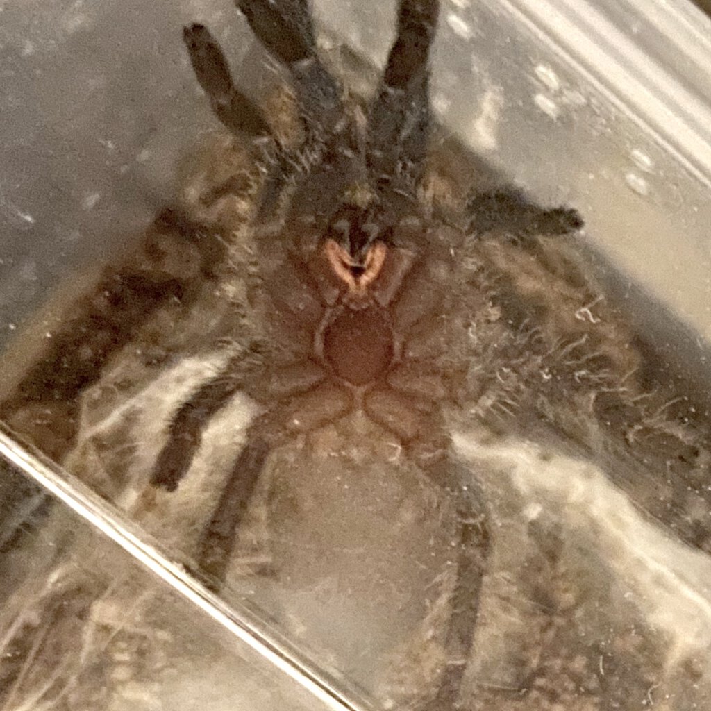 Dolichothele diamantinensis
