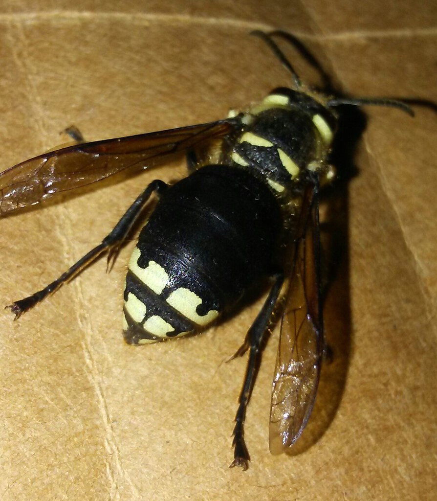 Dolichovespula maculata