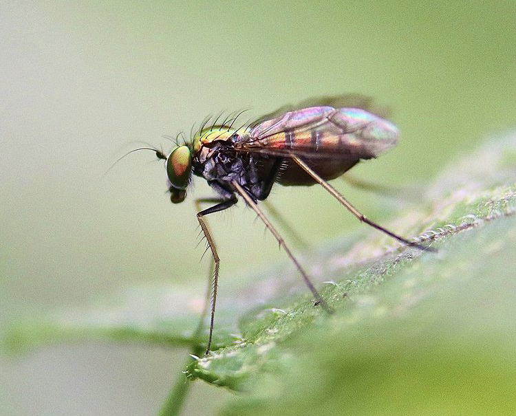 Dolicopodid Long-legged fly, Condylostylus sp.