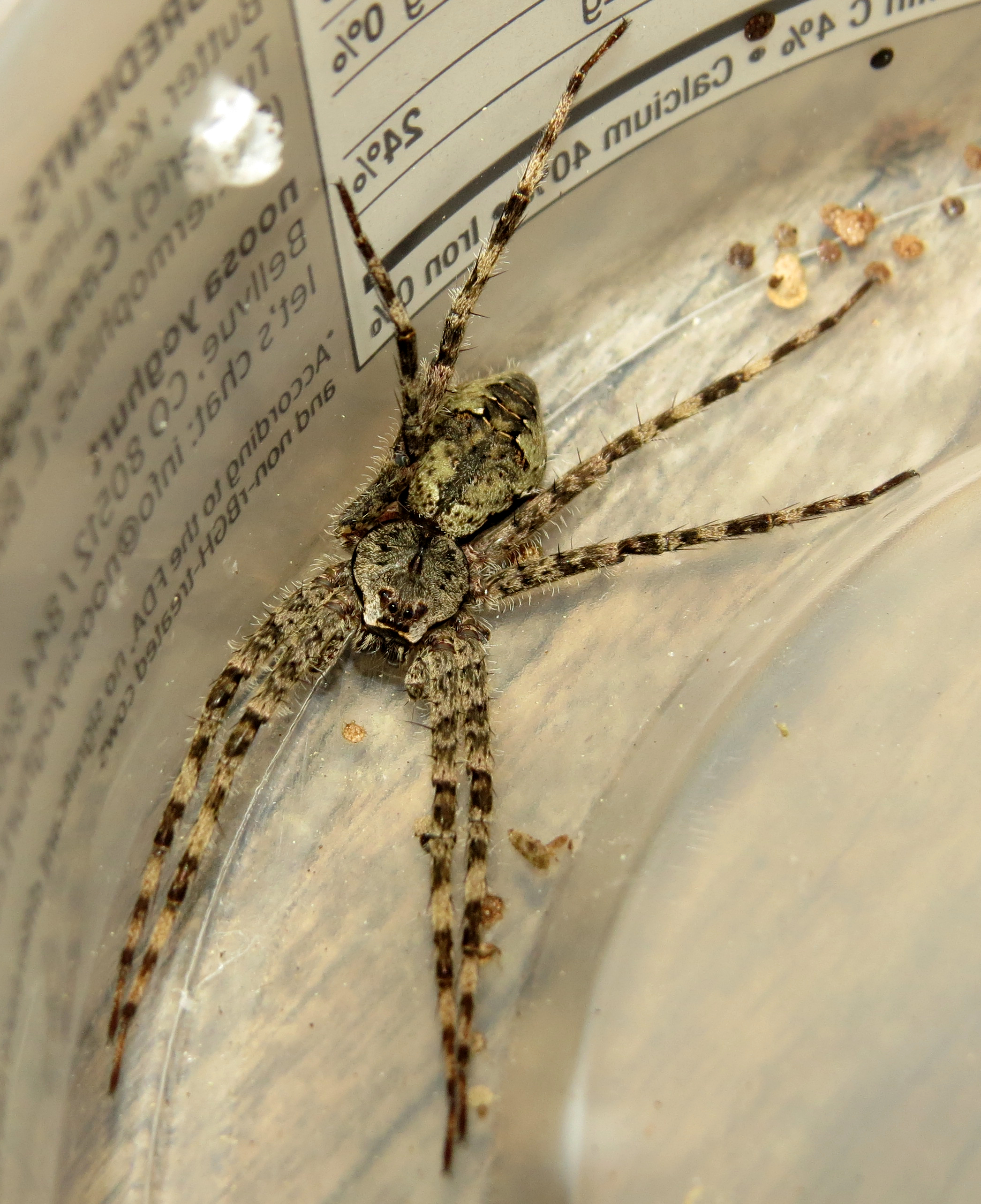 Dolomedes albineus [1/2]