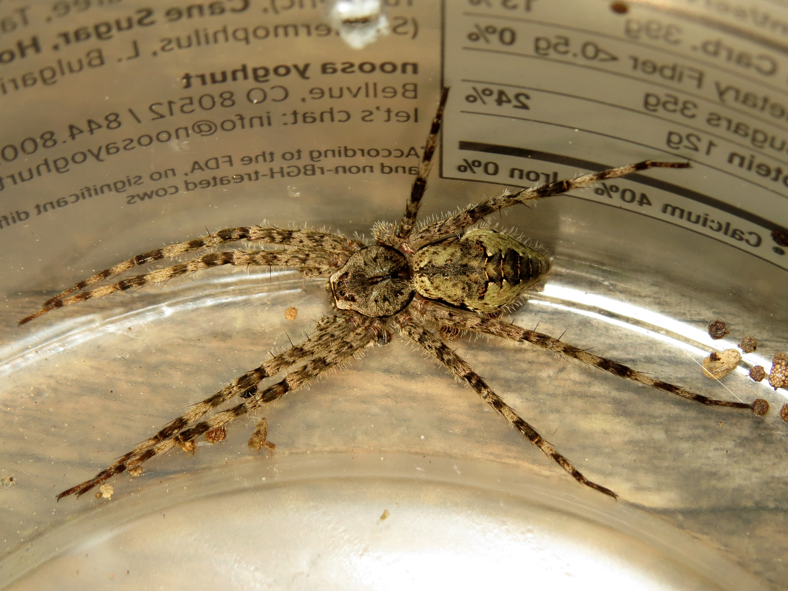 Dolomedes albineus [2/2]