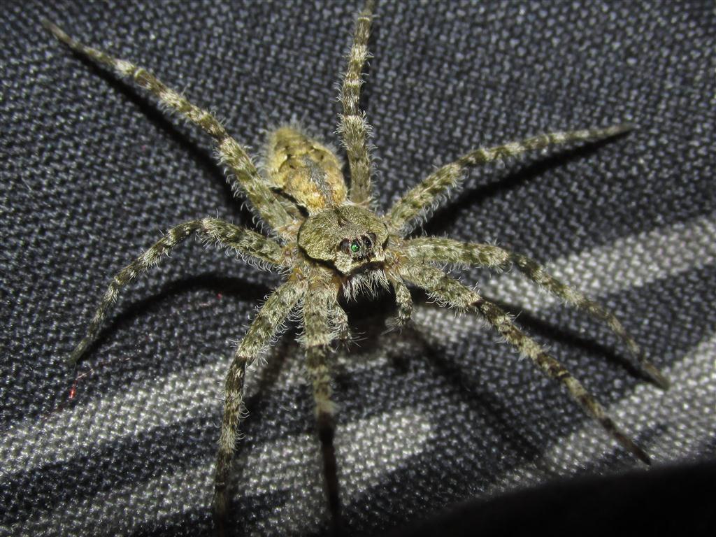 Dolomedes Albineus