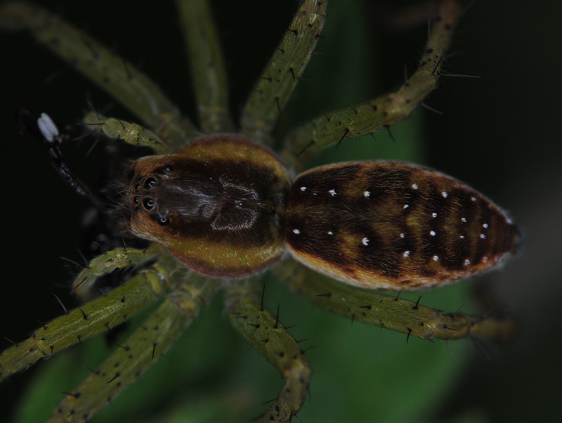 Dolomedes fimbriatus