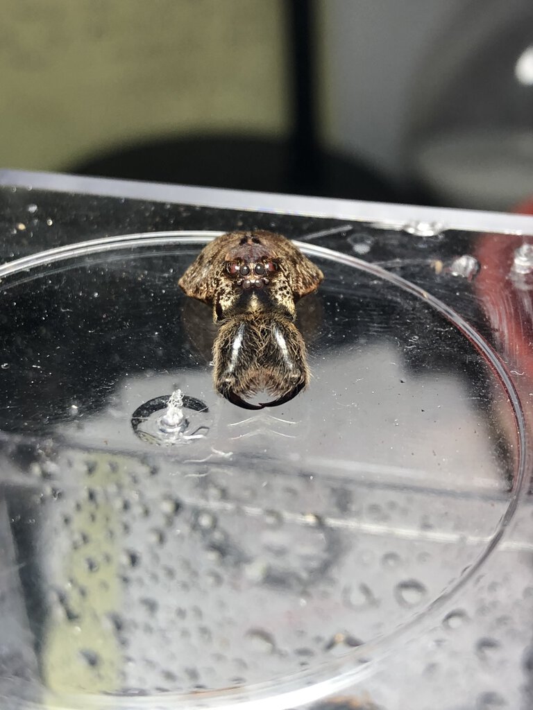 Dolomedes okefinokensis