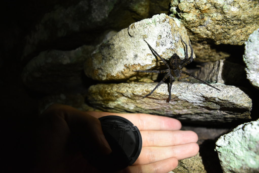 Dolomedes raptor