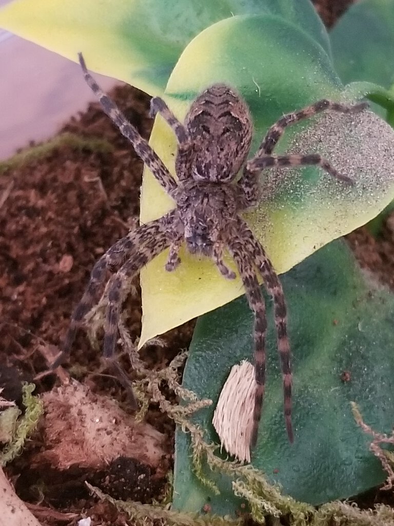 Dolomedes scriptus