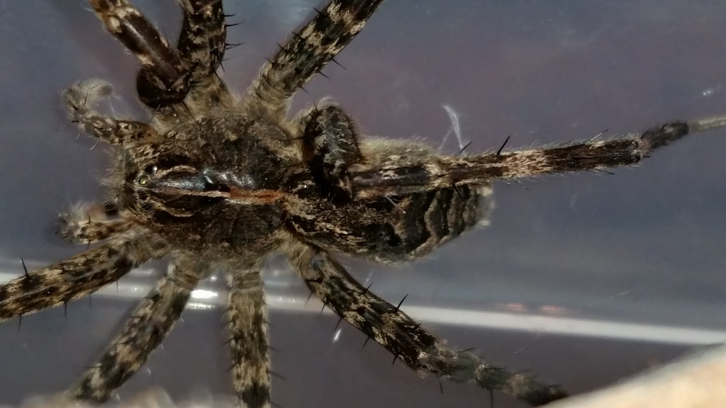Dolomedes sp. ID?