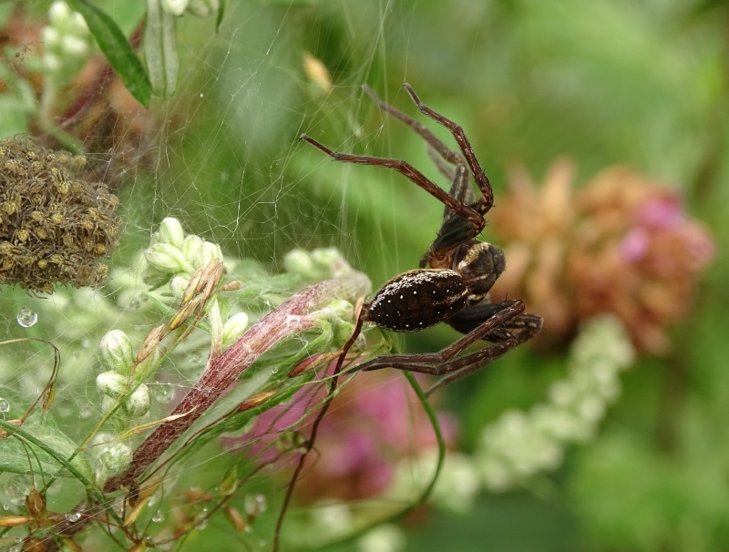 Dolomedes sp