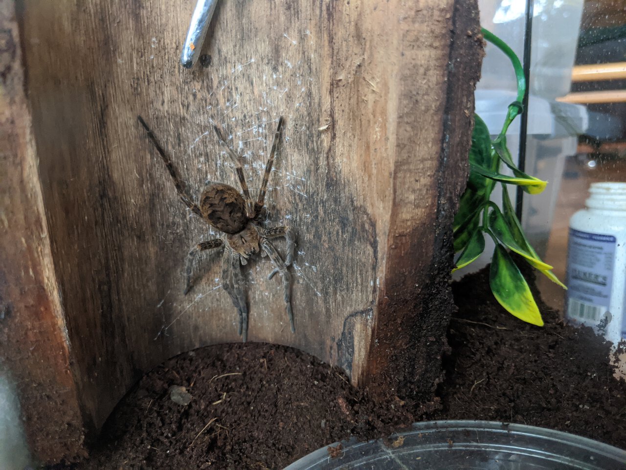 Dolomedes tenebrosus- gravid or not?