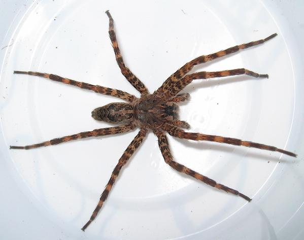 Dolomedes tenebrosus | Arachnoboards