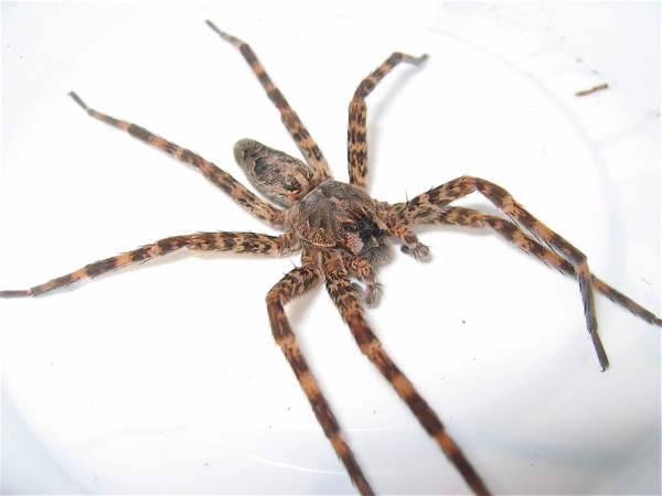 Dolomedes tenebrosus