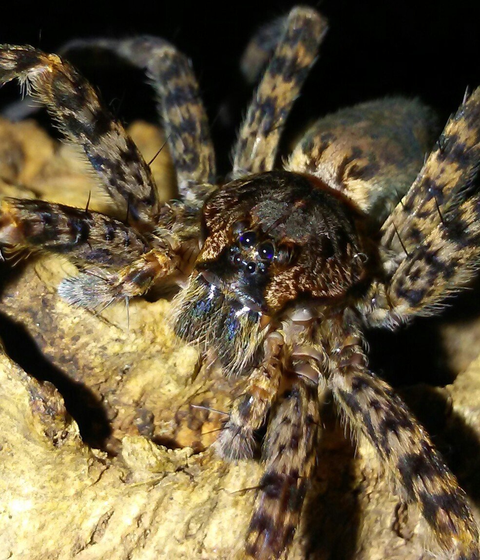 Dolomedes tenebrosus