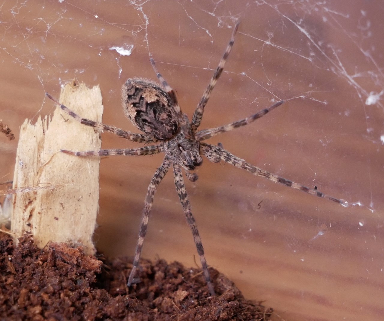 Dolomedes tenebrosus