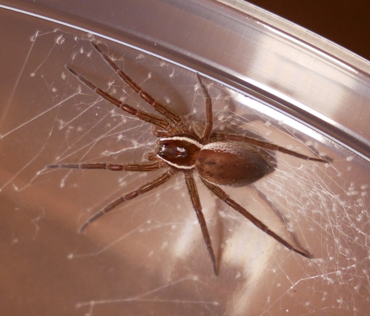 Dolomedes triton