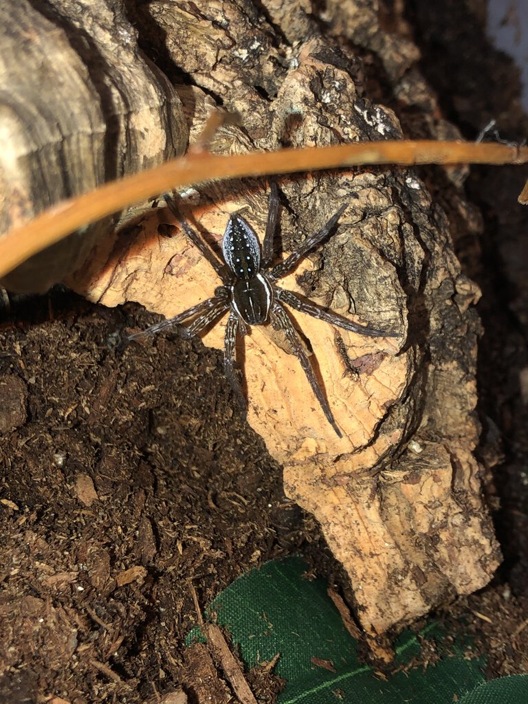 Dolomedes triton