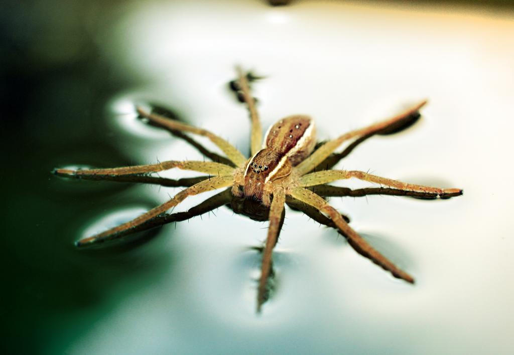 Dolomedes