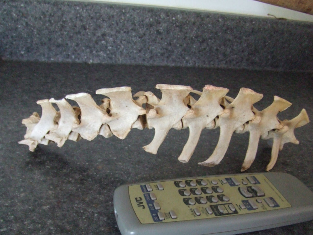 Dolphin spine