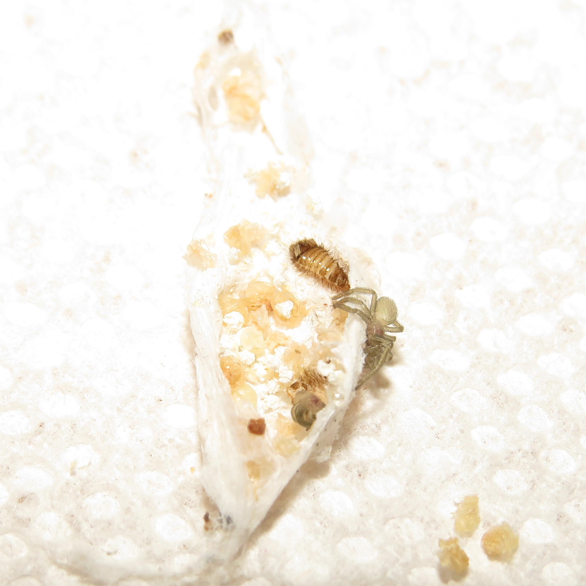 Doomed Kukulcania hibernalis Egg Sac From 2016