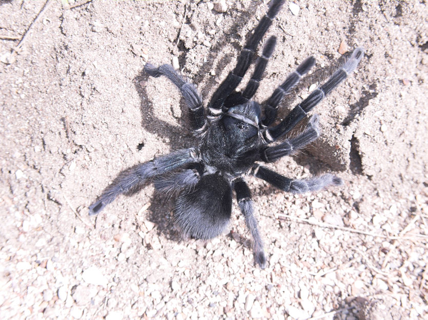 Dr Tarantula