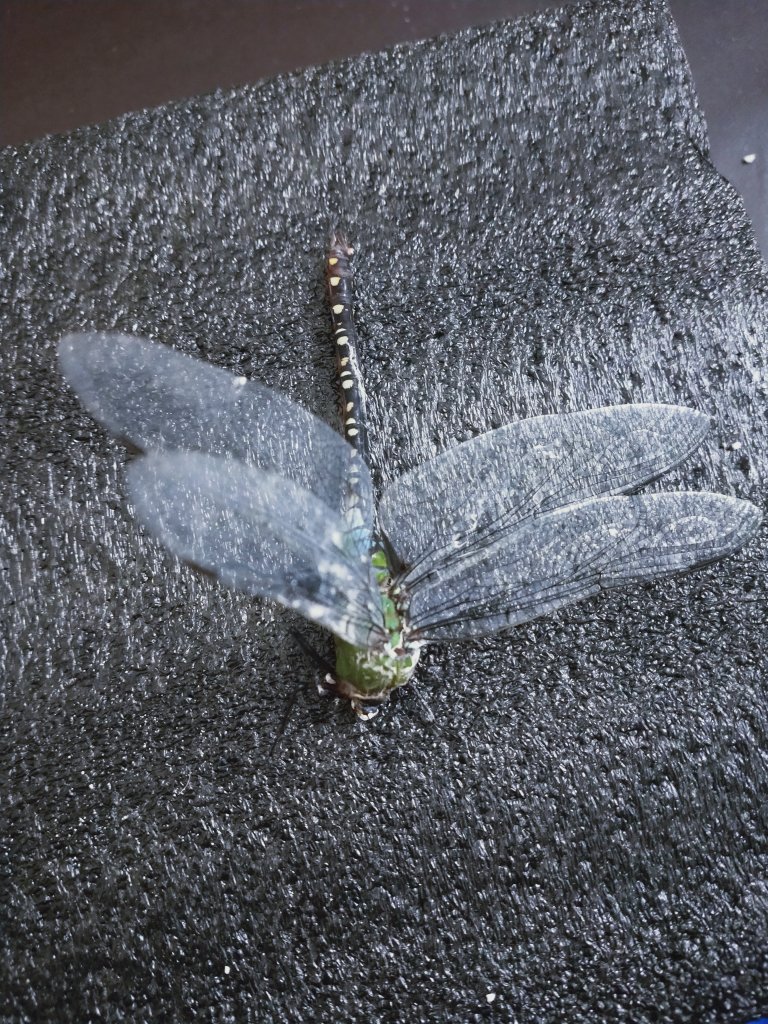 Dragonfly Help