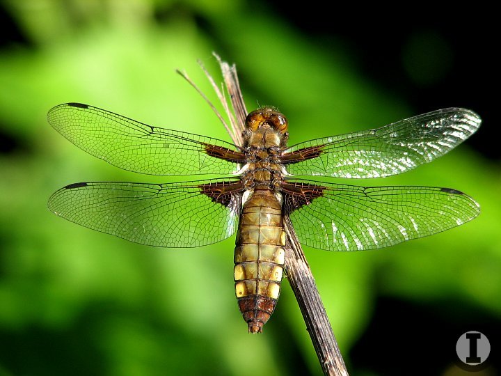 dragonfly libelulla