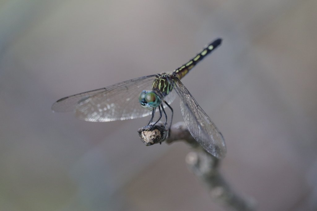 Dragonfly