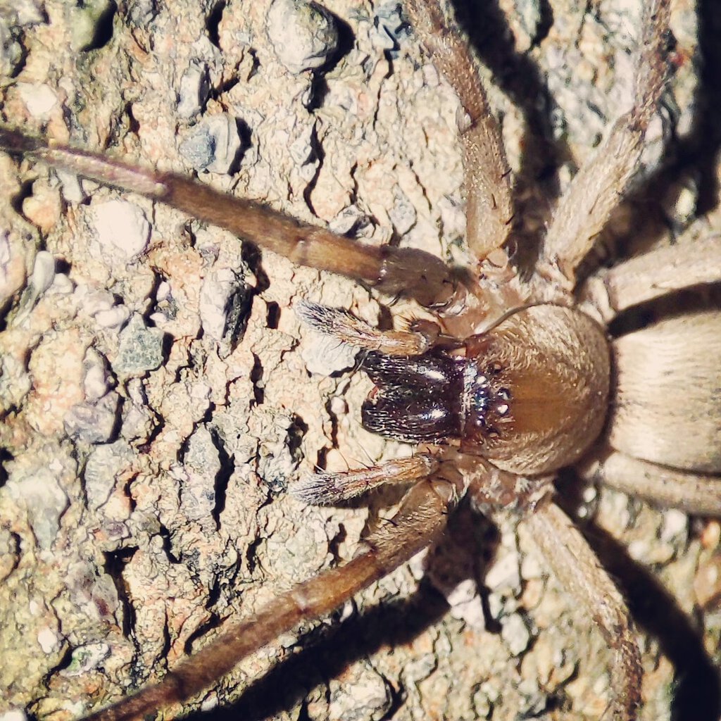 Drassodes sp