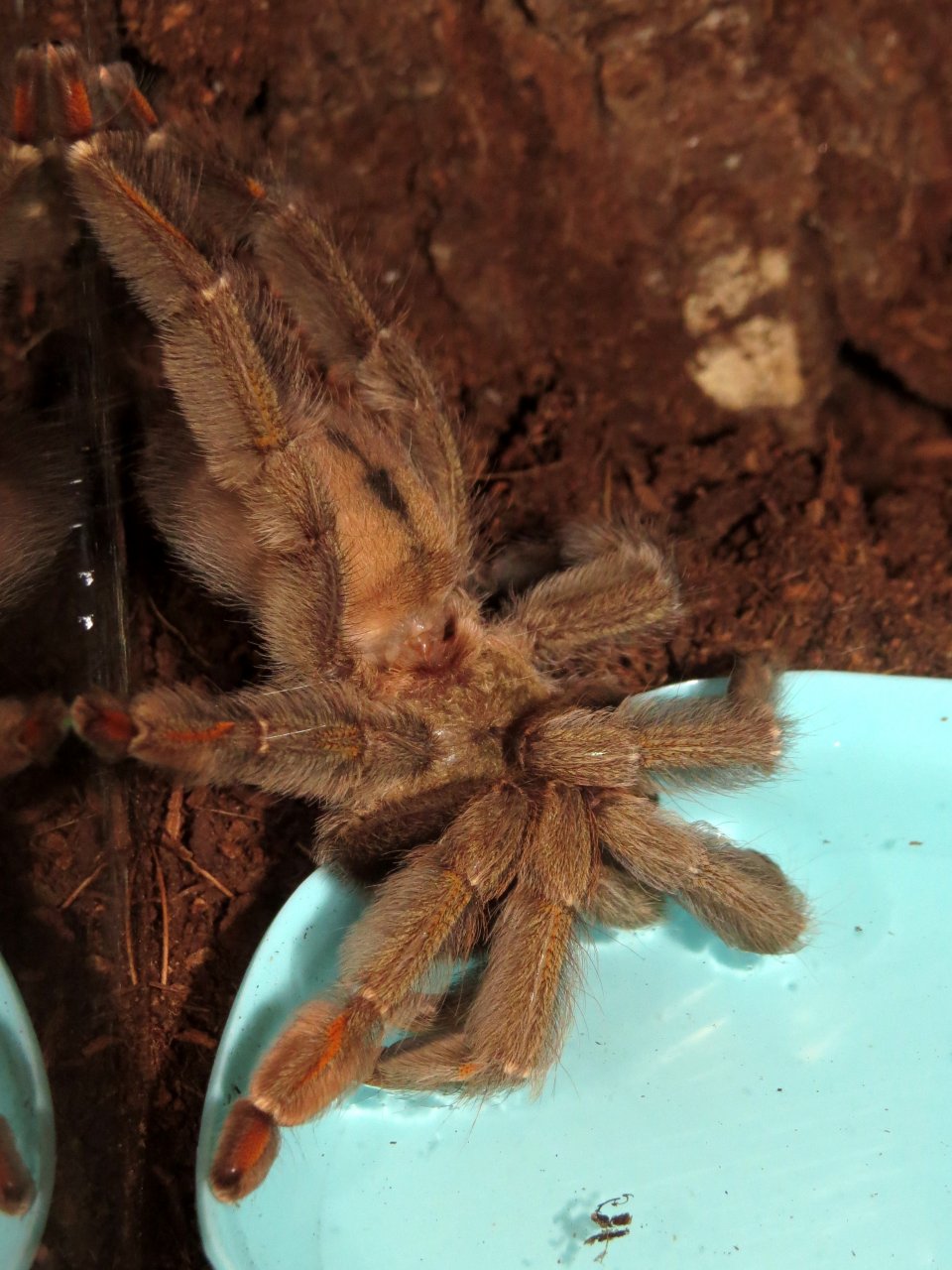 Drinking Problem (Psalmopoeus cambridgei ♀)