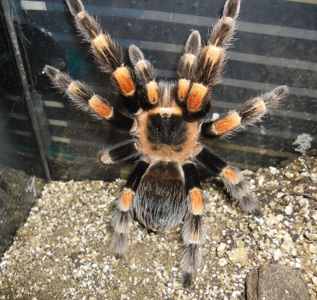 drut my female b.smithi