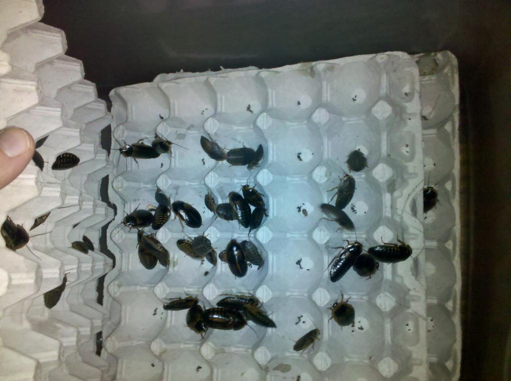 Dubia Roaches