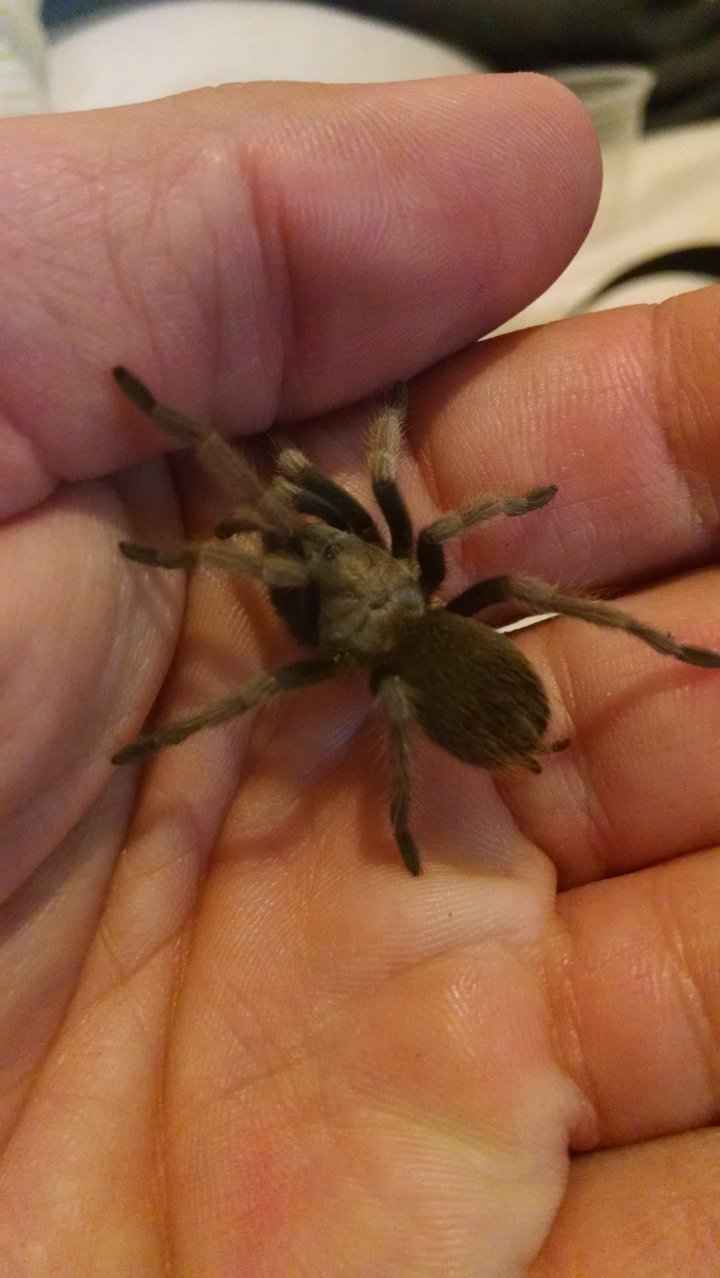 Dwarf Aphonopelma, superstitions