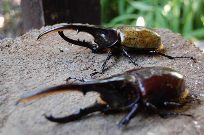 Dynastes h. hercules