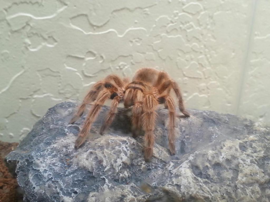 E. campestratus